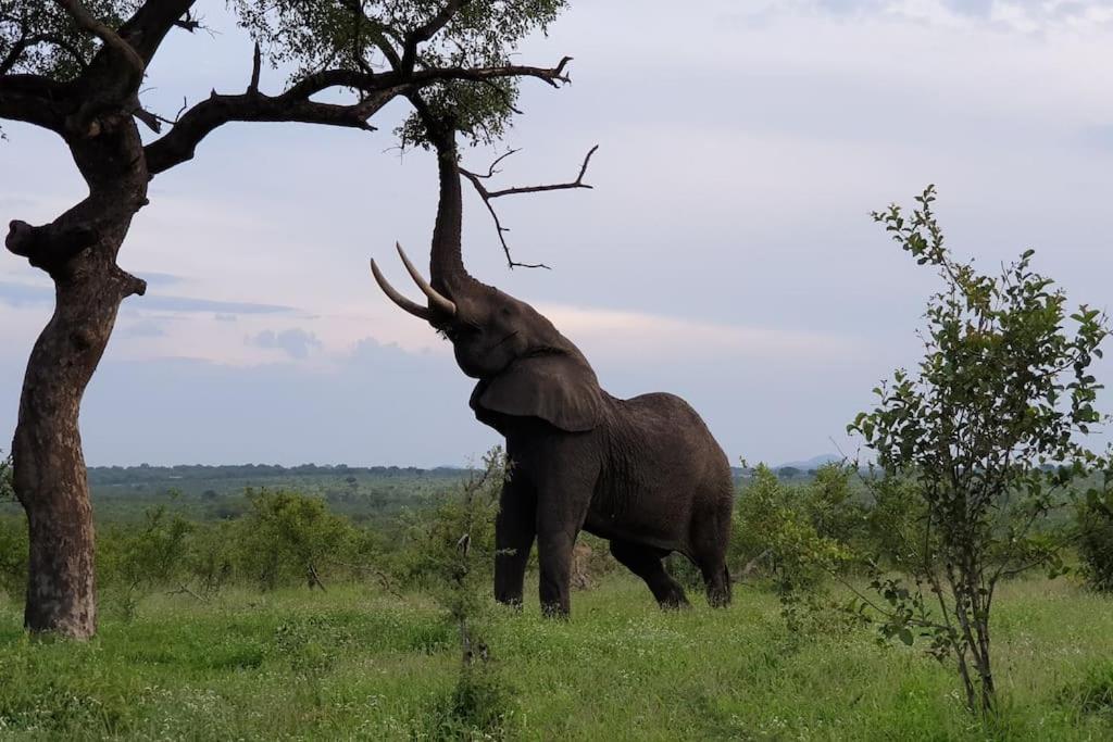 Lindi Lodge, Mjejane Game Reserve * Hectorspruit