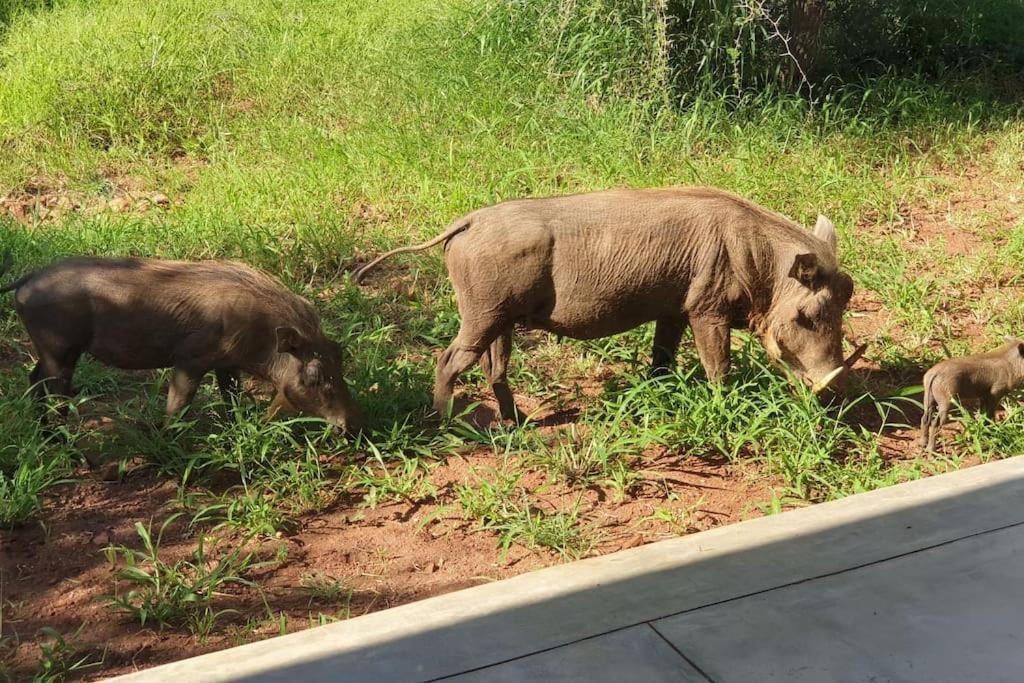 Lindi Lodge, Mjejane Game Reserve * Hectorspruit