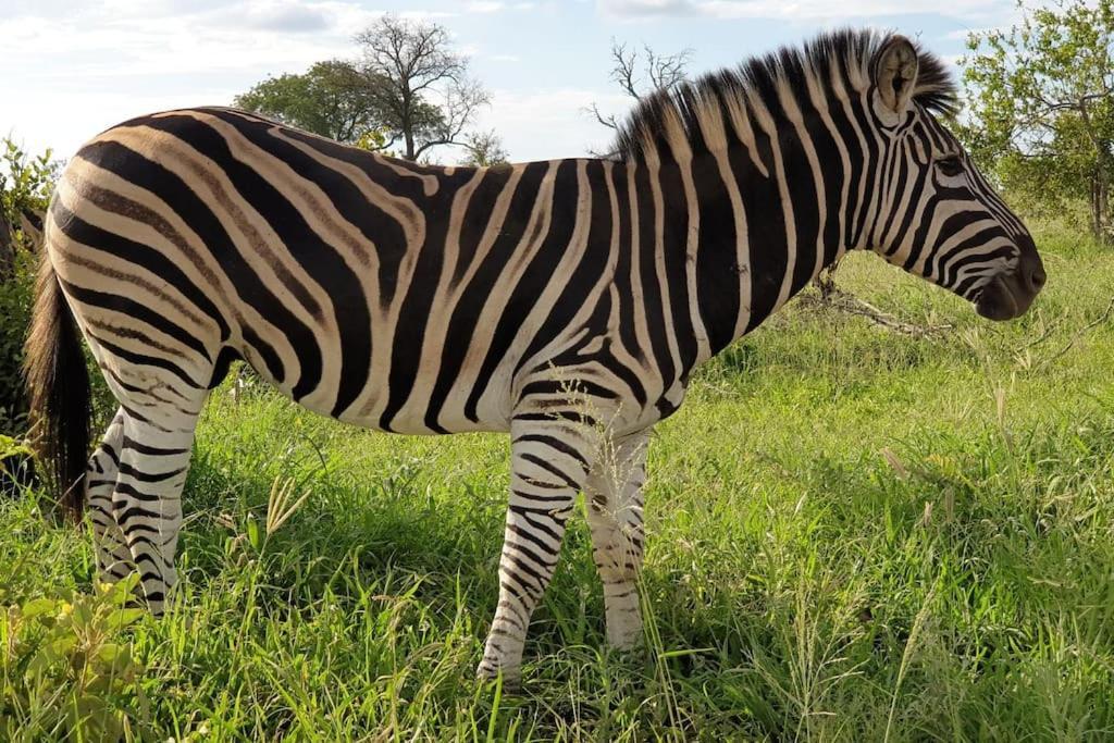 Lindi Lodge, Mjejane Game Reserve * Hectorspruit