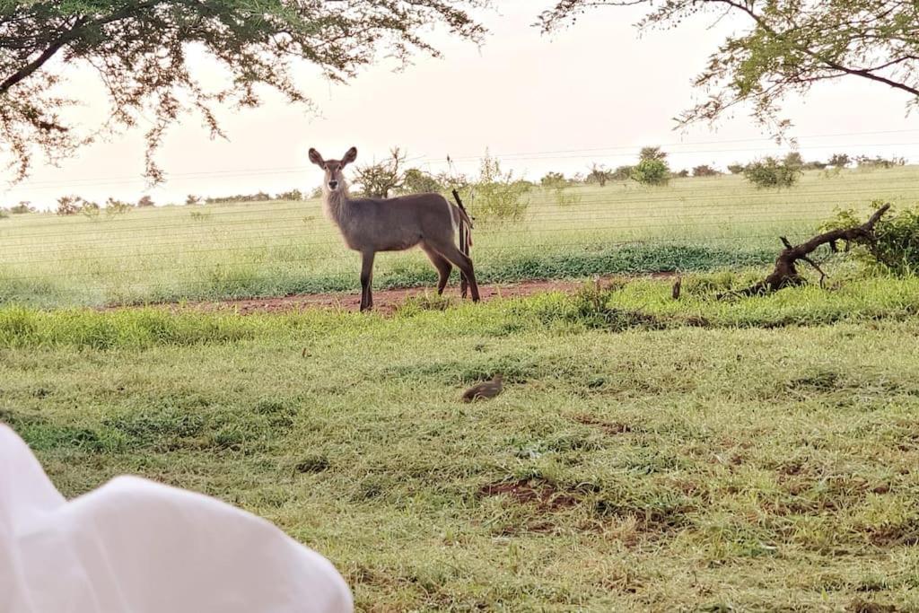 Lindi Lodge, Mjejane Game Reserve *
